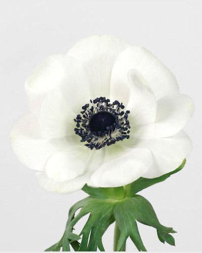 Anemone Galilée blanche a coeur noir - ANEMONA CORONARIA