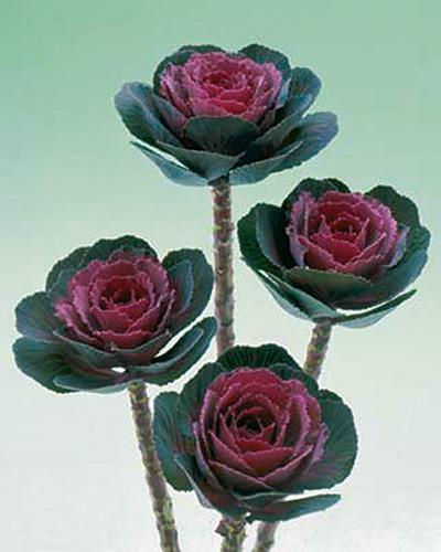 Choux d'ornement Rose crane - BRASSICA OLERACEA