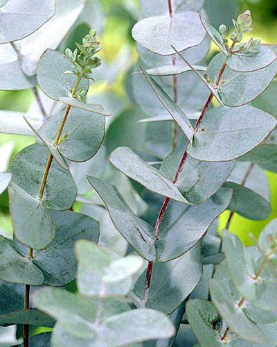 Eucalyptus Gunni - EUCALYPTUS