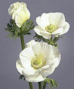 Anemone Galilée blanc pur - ANEMONA CORONARIA