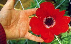 Anemone Marianne - grosse fleur - ANEMONA CORONARIA