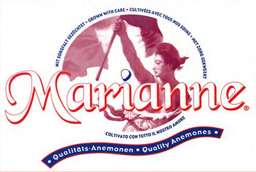 Logo anemone Marianne - ANEMONA CORONARIA