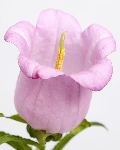 Plant de campanule Champion rose pâle - CAMPANULA