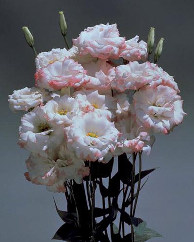 Plant de lisianthus Echo pink picotee 1 - EUSTOMA GRANDIFLORUM
