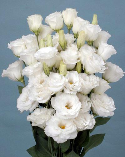 Plant de lisianthus Jasny white 2 - EUSTOMA GRANDIFLORUM